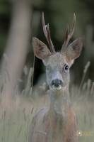 Guillain BOUQUET - GUILLAIN BOUQUET