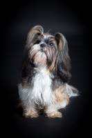 Gabriel JOANNAS - JOANNAS GABRIEL