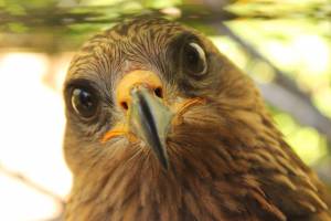 Marie-Emmanuelle DIOT LAPORTE - Memograph